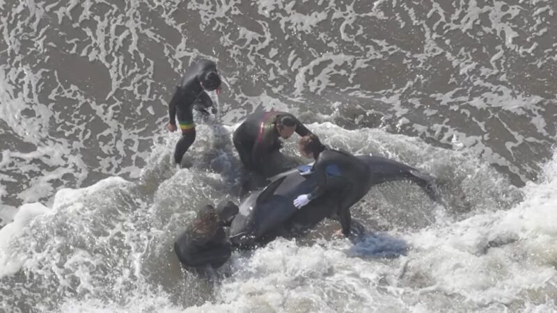 日本海岸32头海豚集体搁浅 3头已不幸死亡