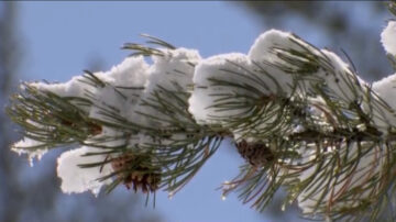 加州大气河流过后 积雪深度破历史纪录