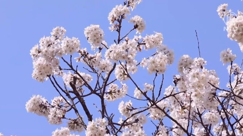 随着春风赏樱花 乐趣无穷