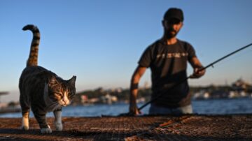 惬意无限 爱心永伴 走进流浪猫狗的人间天堂