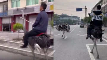 四川男騎鴕鳥上路 炫耀：新能源座駕（視頻）