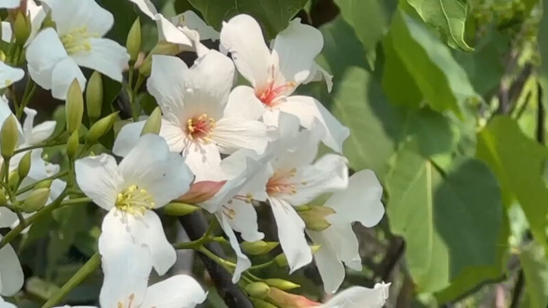 彰化客家桐花祭 邀民众赏花小旅行