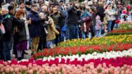 荷蘭著名花園百萬朵鬱金香盛開