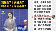 農管搶完鷄鴨抓牛羊 當年扣押賤賣50頭豬消息又熱傳