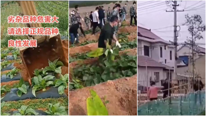 農管到處毀田挖菜砍樹 傳一農民掄棒反擊(多視頻)