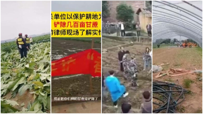 中共推「保糧」 田間大量非糧作物被毀（多視頻）