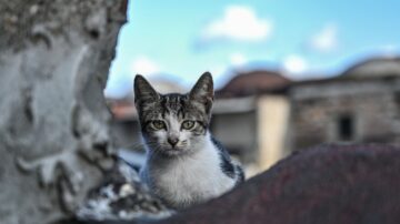 春季奶猫潮 专家：居家安置照顾有诀窍