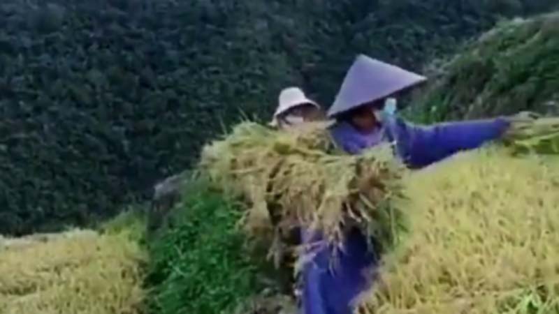 “亩产万斤”重演？ 农户将稻穗混入稻田（视频）
