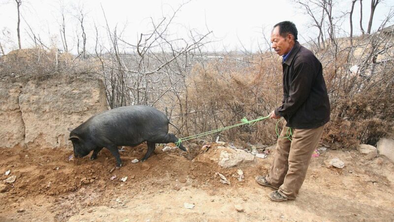 农民家中养鸡养猪要报备 中国网友炸锅