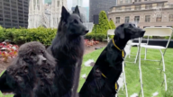 思敏寺狗展即将登场 13国俊犬齐聚纽约
