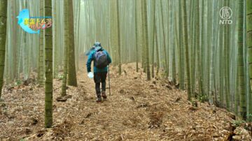 美麗心台灣：雲林古坑山楂、黑糖、竹筍