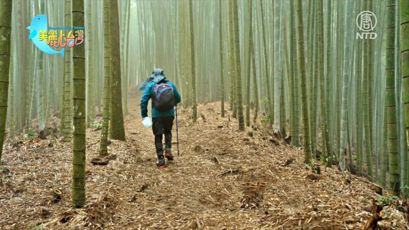 美丽心台湾：云林古坑山楂、黑糖、竹笋