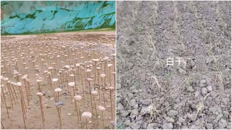 大陸鋼筋穿石塊冒充植被 水稻旱插轉頭乾死(視頻)