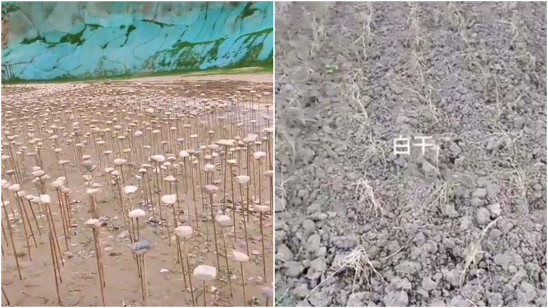 大陆钢筋穿石块冒充植被 水稻旱插转头干死(视频)