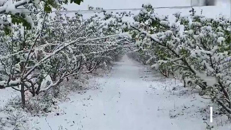 青海新疆多地立夏突降暴雪（視頻）