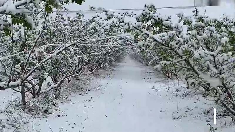 青海新疆多地立夏突降暴雪（视频）