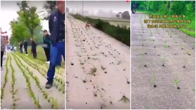 水稻上路！中國多地水泥公路「種」稻苗（視頻）