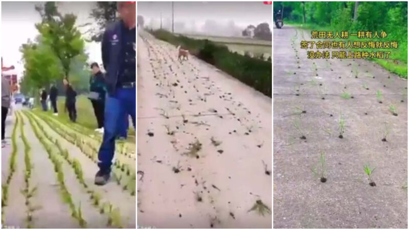 水稻上路！中國多地水泥公路「種」稻苗（視頻）