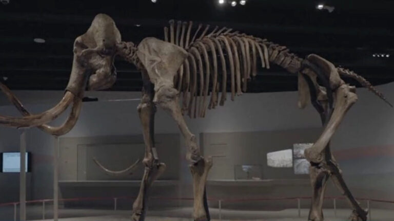 5萬歲巨大骸骨 展猛獁象智慧威猛生活