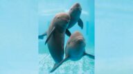 江豚妈妈顶托幼崽 在长江学游泳（视频）