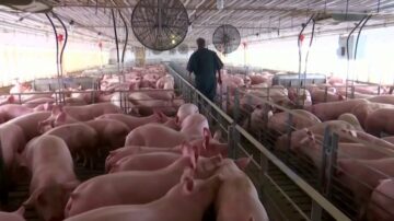 加州“让猪转身”法案 反对诉讼遭最高院驳回