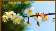 黑龙江法轮功学员恭贺世界法轮大法日暨李洪志大师华诞(31条)