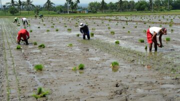 對抗惡劣氣候環境 菲律賓培育耐旱、耐鹽稻米