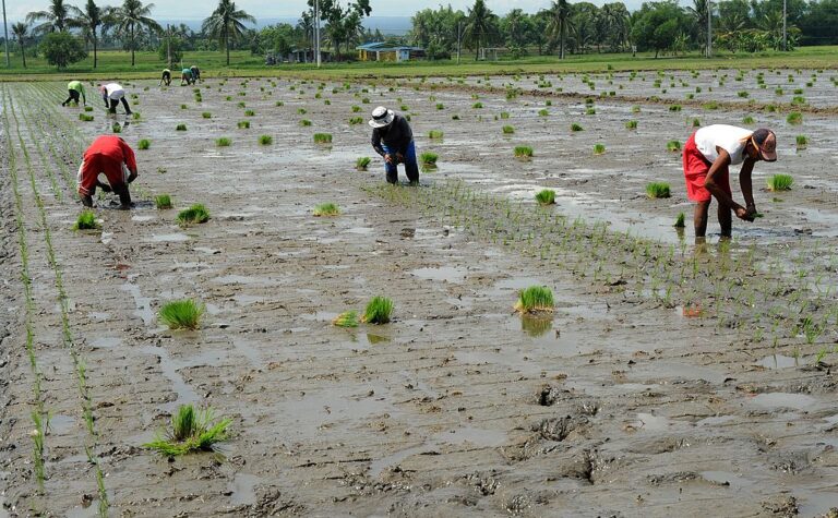 對抗惡劣氣候環境 菲律賓培育耐旱、耐鹽稻米