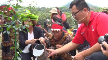 瀕絕植物「武威山烏皮茶」重回瑪家落地生根