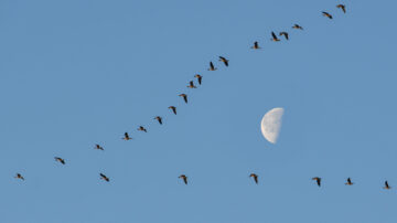 五月鸟群迁徙高峰期 休斯顿动物园宣导护鸟