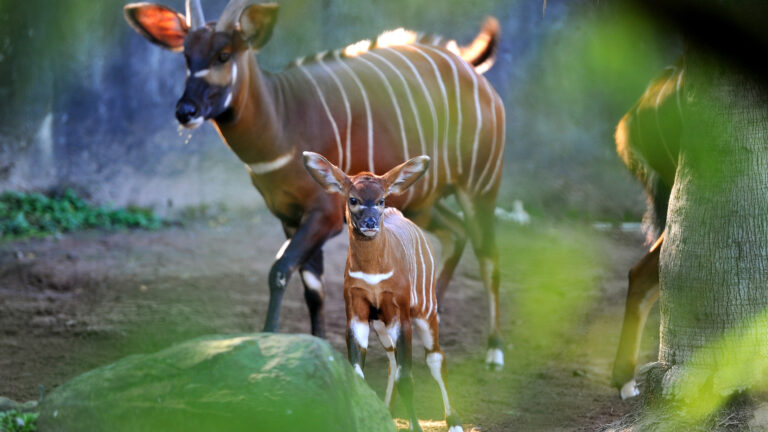 母親節週末 休斯頓動物園幼仔亮相