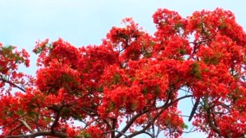 季節限定！ 初夏鳳凰木紅花怒放 絢麗奪目