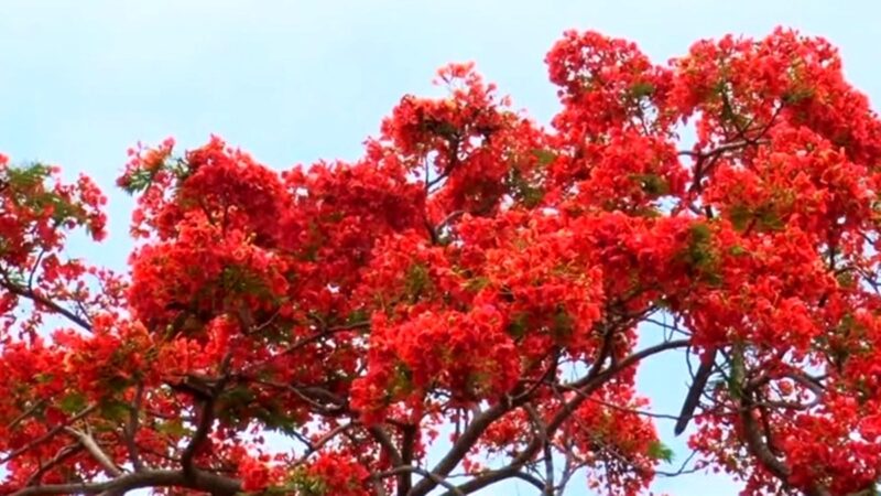 季节限定！ 初夏凤凰木红花怒放 绚丽夺目