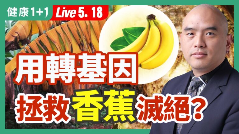 【健康1+1】用轉基因 拯救香蕉滅絕？