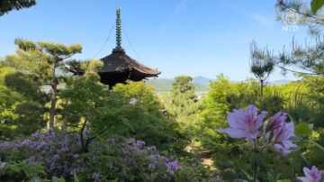 日本古寺新綠如詩如畫 初夏小倉山尋幽探勝