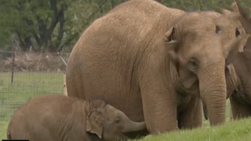 研究揭祕：動物園的動物對人態度大不同