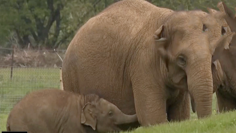 研究揭祕：動物園的動物對人態度大不同