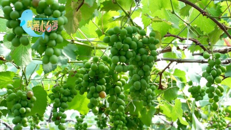 美麗心台灣：微生物光合菌  新世代農民的救星