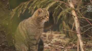 野猫种群濒临灭绝 苏格兰“放猫归山”