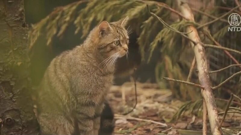 野猫种群濒临灭绝 苏格兰“放猫归山”