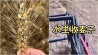 河南夏收麦穗大面积发芽 小麦价格大涨（视频）