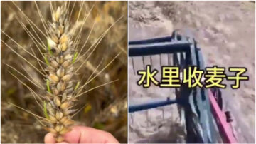 河南夏收麥穗大面積發芽 小麥價格大漲（視頻）