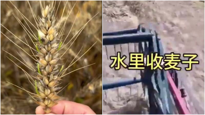 河南夏收麦穗大面积发芽 小麦价格大涨（视频）