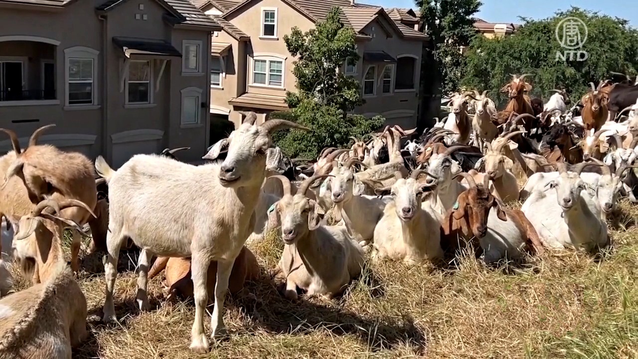 加州新勞動法出爐 山羊防火隊恐被迫解散