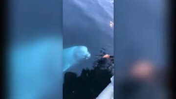 被懷疑為俄間諜的白鯨瑞典浮出水面 對人友好曾幫撿手機