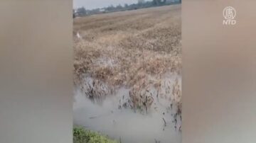 【禁闻】河南周末再降雨 麦农面临更大损失