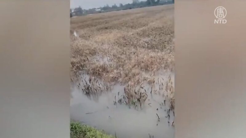 【禁聞】河南週末再降雨 麥農面臨更大損失