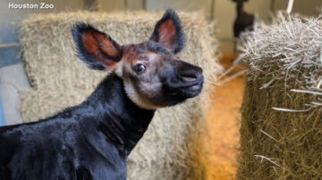 休斯頓動物園以市長名字取名新生㺢㹢狓