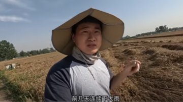 收割机短缺又遭烂场雨 中国粮仓河南损失惨重