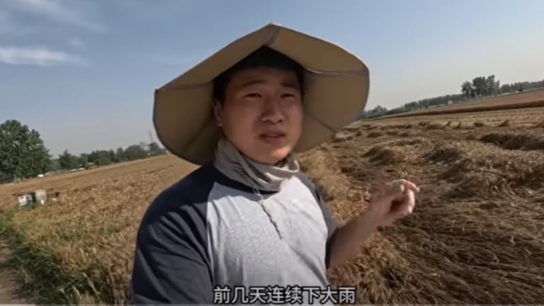 收割機短缺又遭爛場雨 中國糧倉河南損失慘重